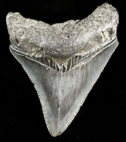 Serrated, Juvenile Megalodon Tooth - South Carolina #45852